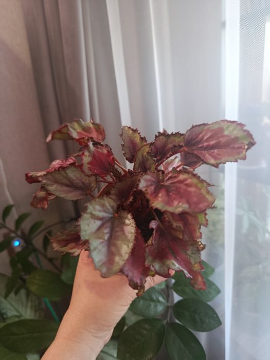 Продам комнатные цветы