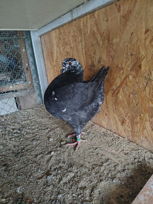 Vând porumbei kingi