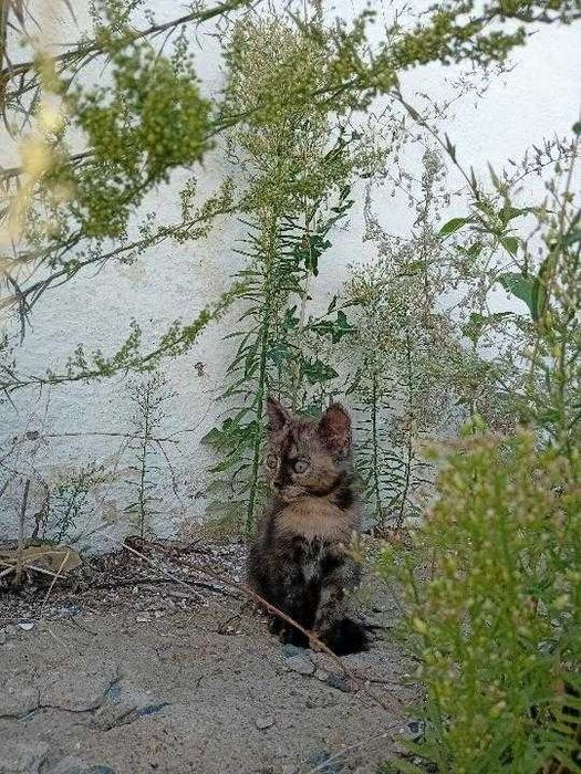 Отдам котят 1,5 месяца