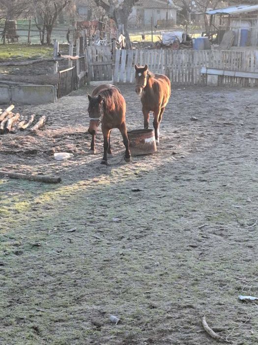 Кобила с конче може и по отделно