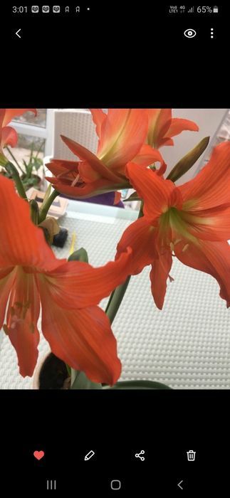 Глоксиния  глоксиния