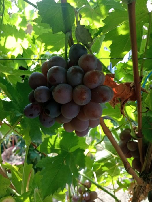 Butași vita de vie diverse soiuri de masă și de vin