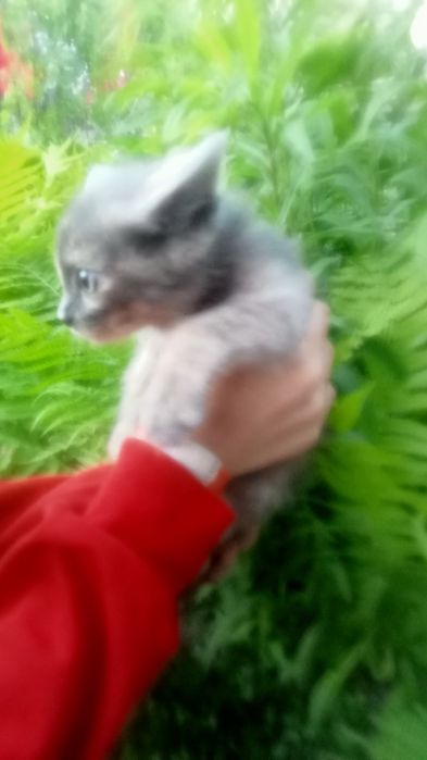 Котенок девочка  умная