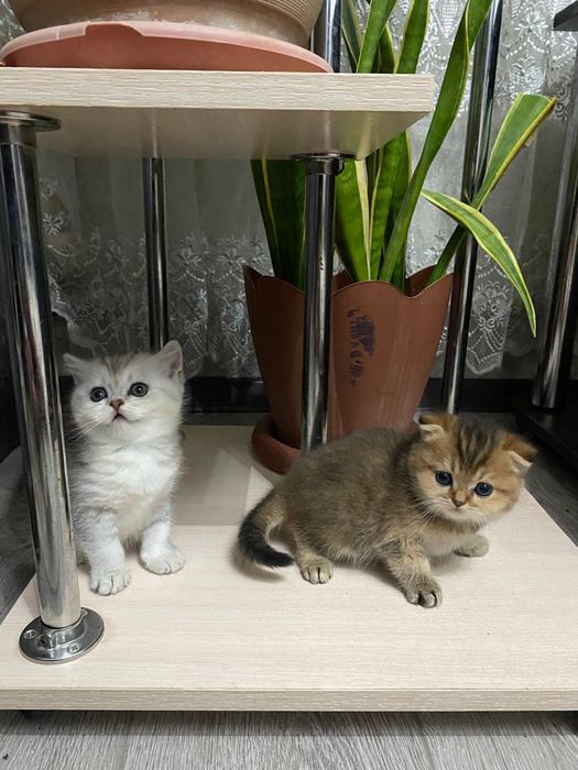 Золотые шиншиллы котята