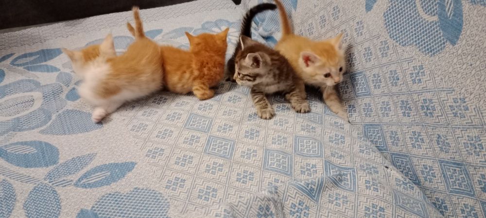 срочно отдадим котят