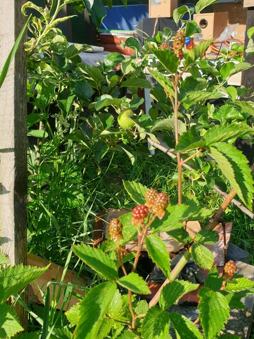 Pomi fructiferi în ghivece mari, artizanale, Ginko B.,Cătină, Gojii, V