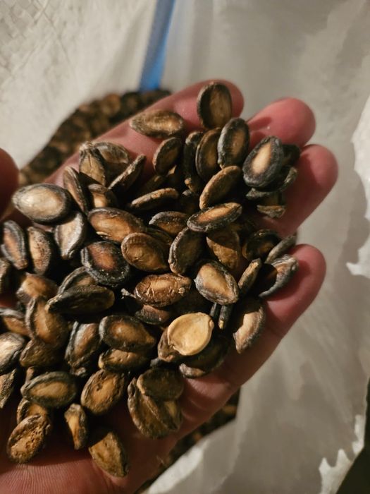 Продаём семена дыни, қауын тұқымы