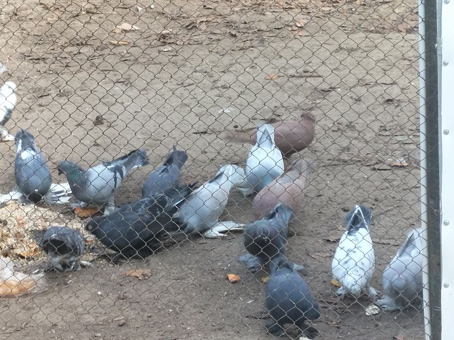 Үй кептерлері сатылады