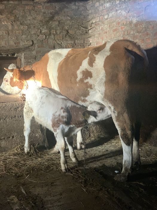 Vand juninca cu vitel