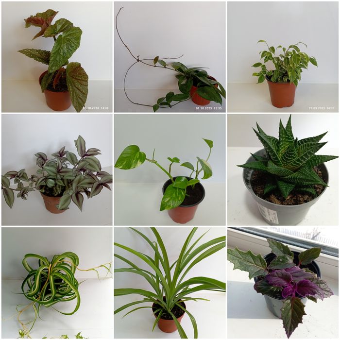 Продам комнатные цветы