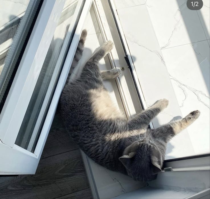 Candy — кошка, 6 лет