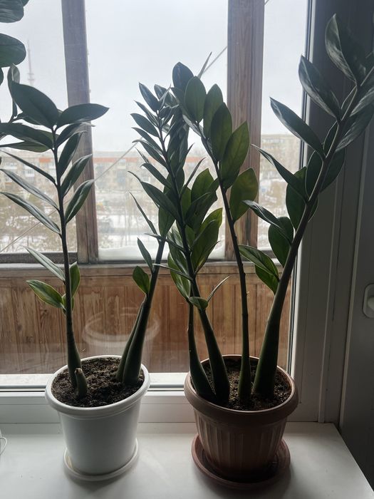 Продам доллоровое дерево укорненные не дорого