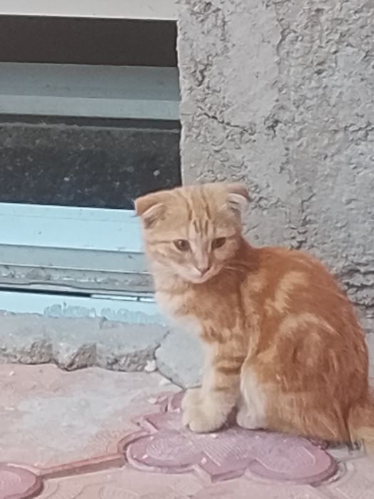 Chiroyli mushuk sariq rangli