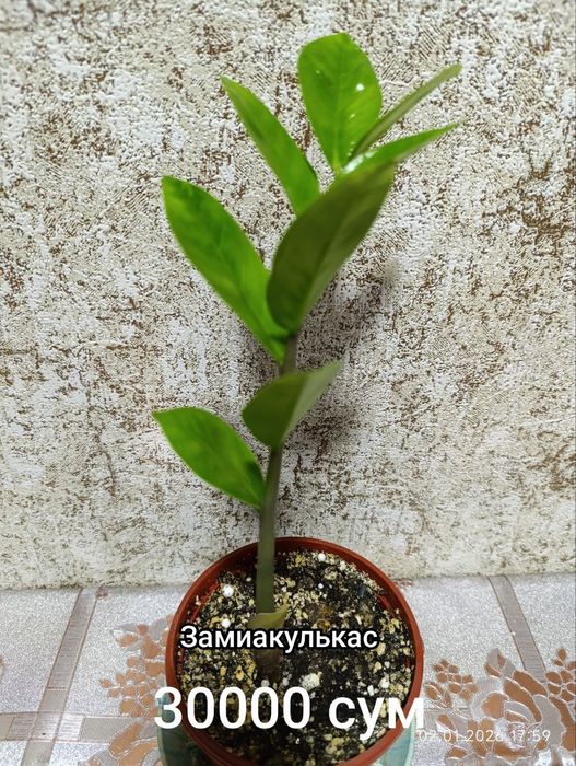 Продаются комнатные цветы