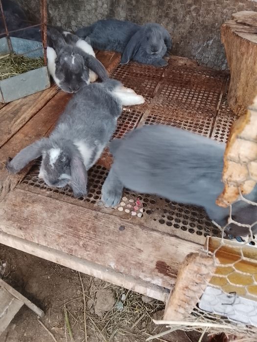 Продаются крольчата