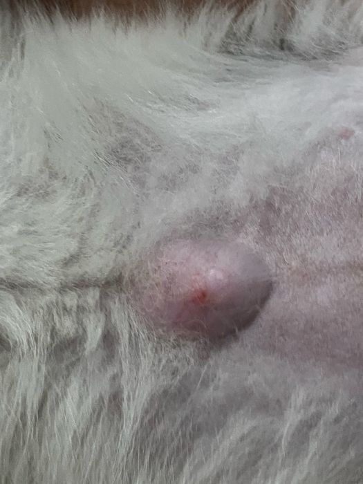 Отдам щенка мальчик