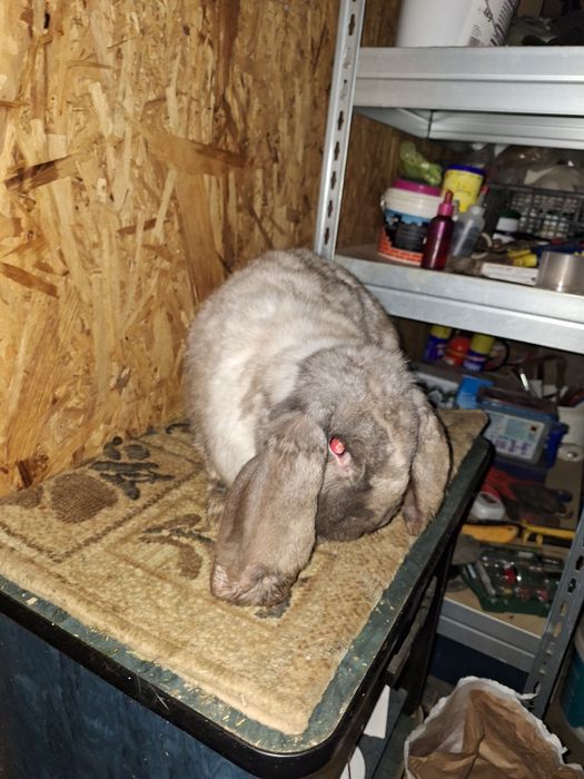 Femela berbec german