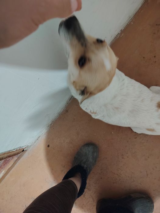 Отдам собачку девочка в хорошие добрые руки