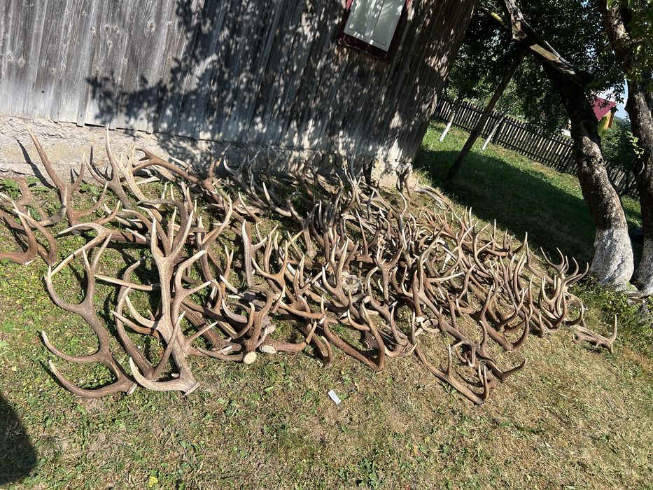 Vand coarne de cerb cantitate mare