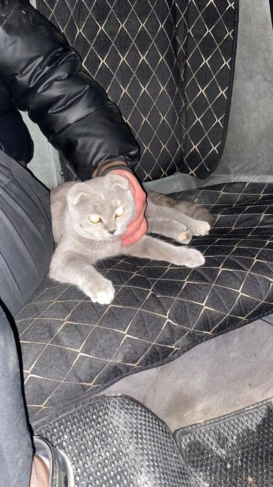 Шотландский кошка