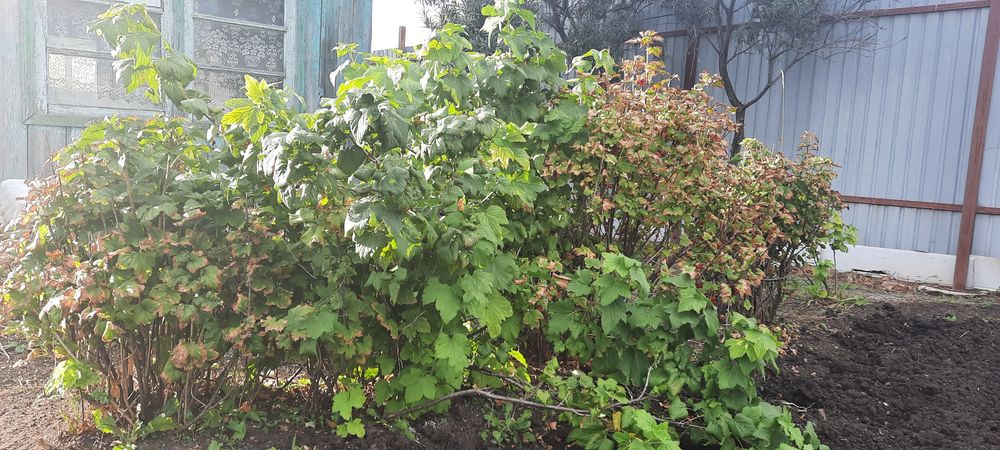 Продам дачный участок 6 соток