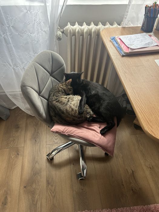 Dau spre adoptie pisici