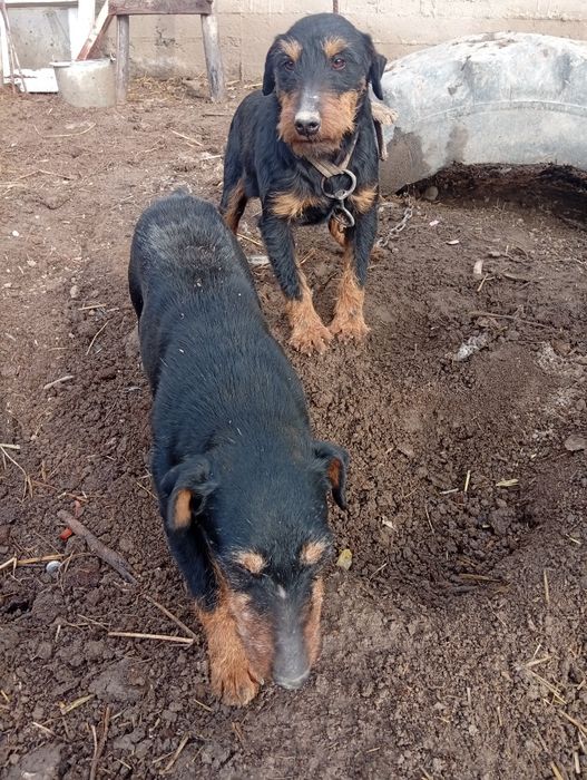 Яктирер овчи итлар