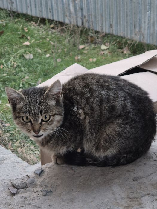 Отдадим котенка.