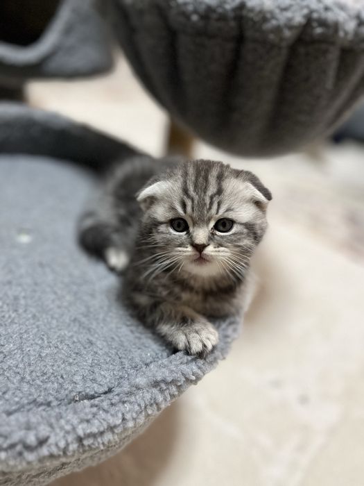 Котята,шотланд-британские