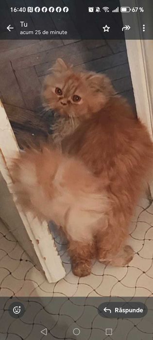 Pisica persana culoare vibranta