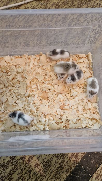 Мини хамстери хамстери