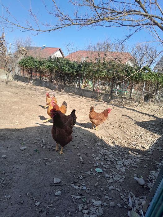 Oua de găină 1,50lei