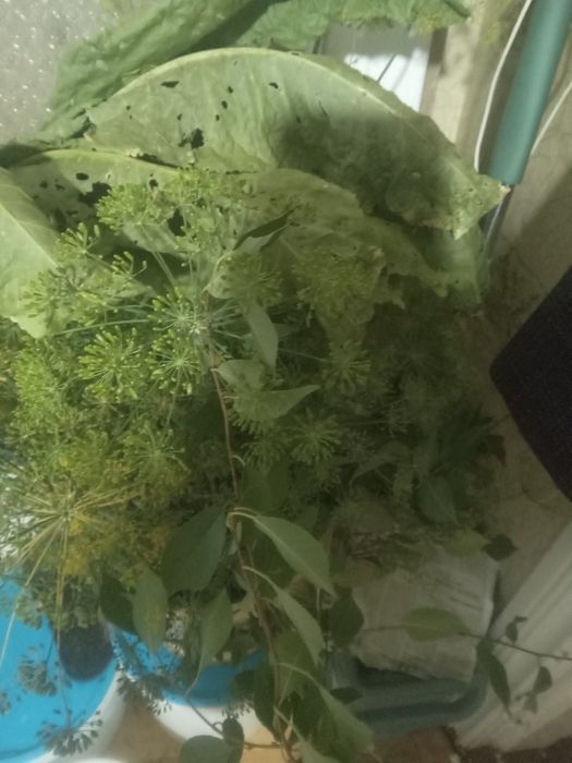 Продам наборы для засолки.