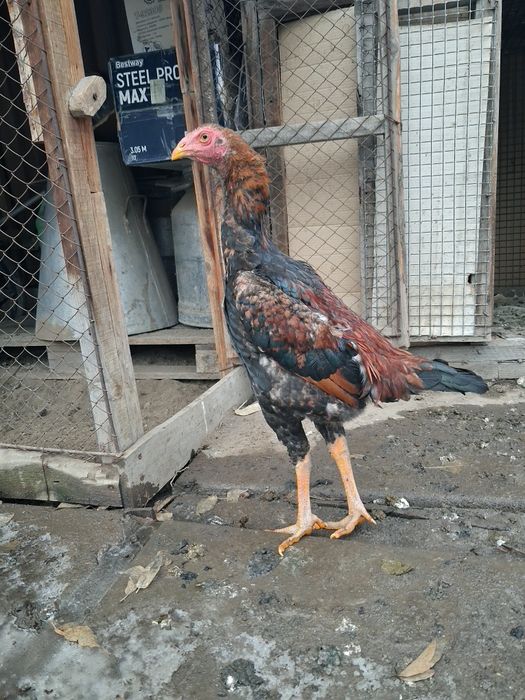 Продам Дакан цыпленок 5 месяцев