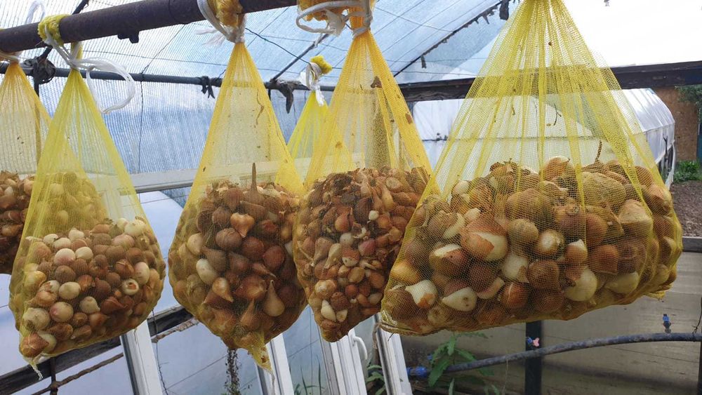 Bulbi lalele mix, calitate superioară, pregătiți de plantare