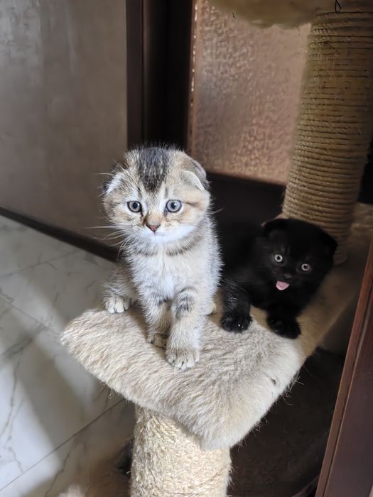 Шотландски клепоухи котета