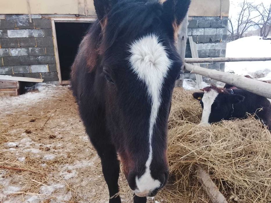 Продам жеребчика или обмен