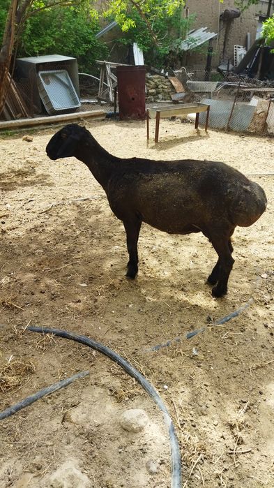 Продаются бараны домашние