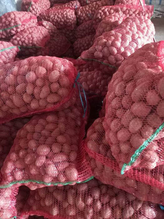 Cartofi de sămânță