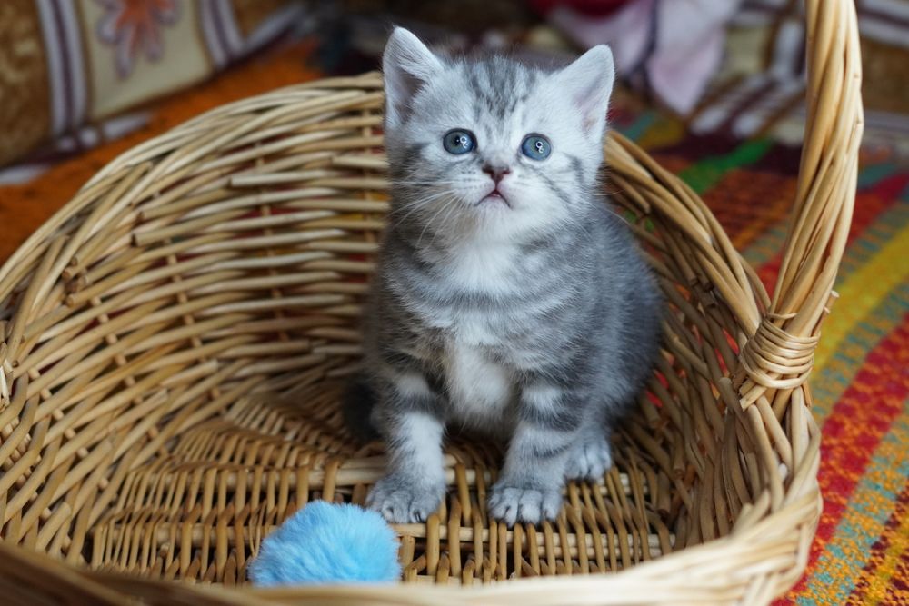 Шотландские котята