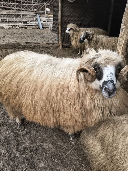 Vând berbec și mioare