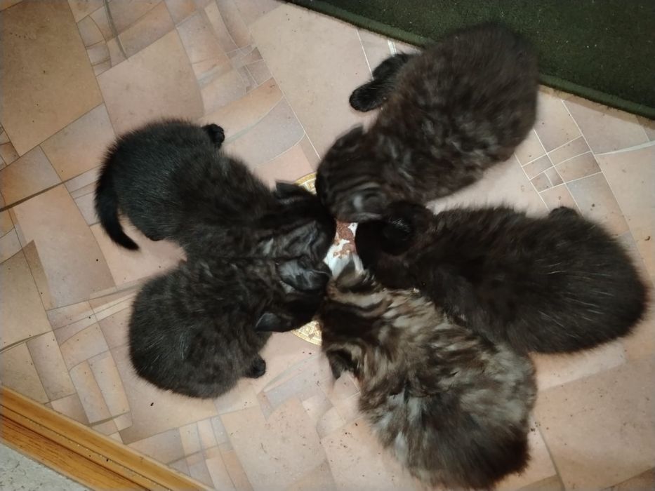 Отдаю британских котят