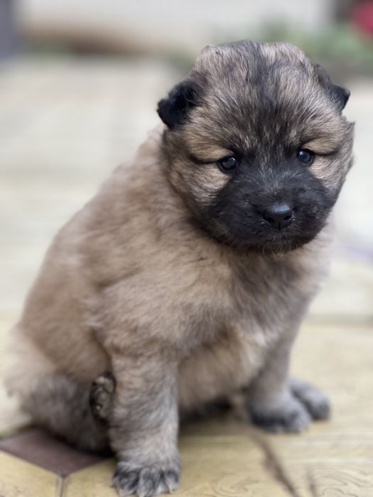 Щенки домашние красивые