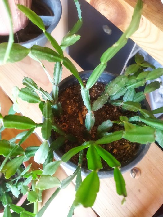 Декабрист цветок