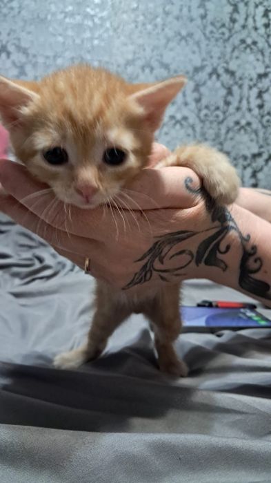 Отдам котят в хорошие руки