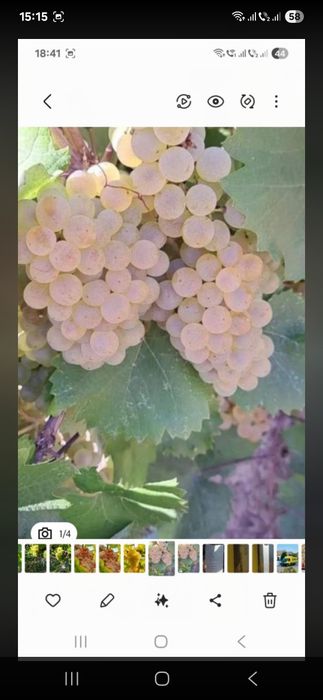 Vând struguri de vin productie 2026