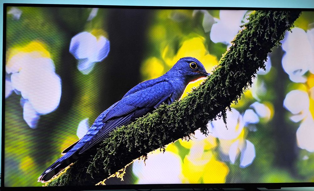 Pachet 3 Smart TV-uri 4K Impecabile (LG 164cm, Philips Ambilight 139cm, Sony 139cm) – Sau Individual