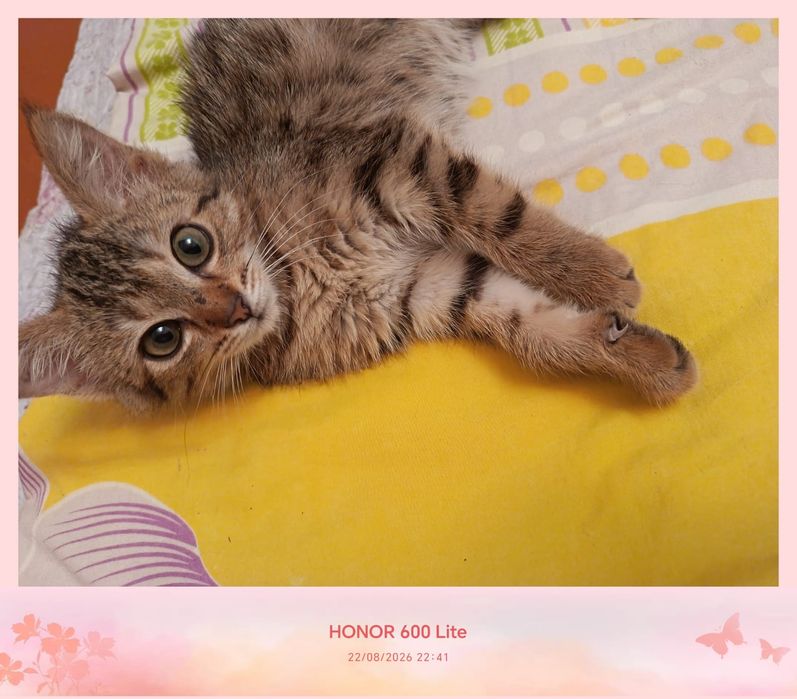 Котёнок в добрые руки