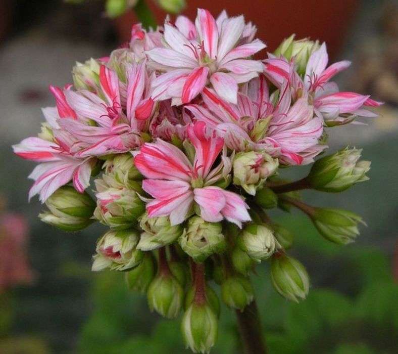 Продавам сортови пеларгонии