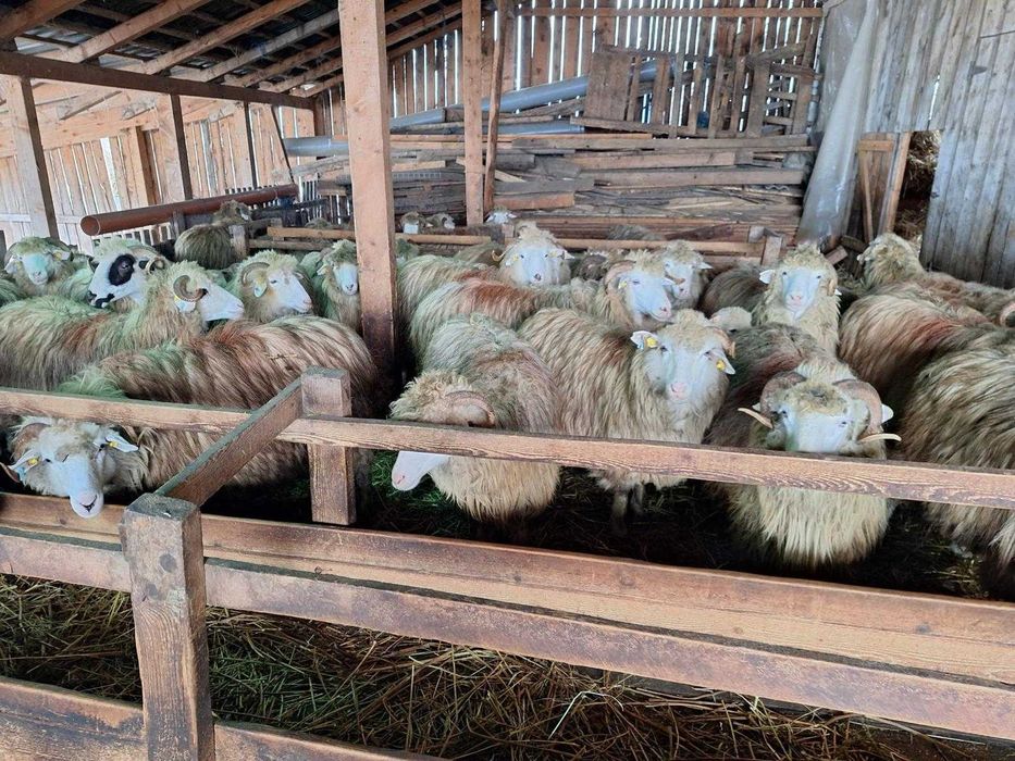 100 Oi bale jumătate fatate